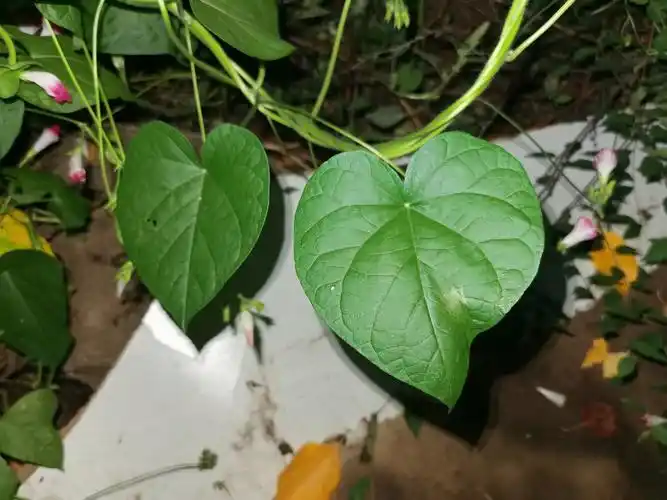 这里还有爱心型的叶子真的是让我见识到了