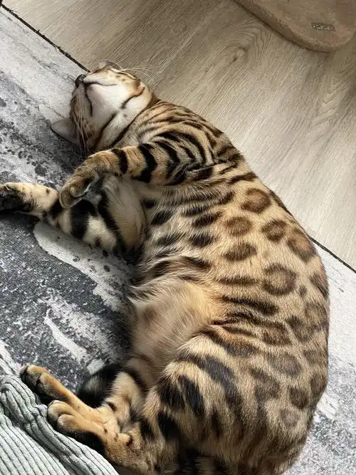 孟加拉豹猫胖成大橘持续更新