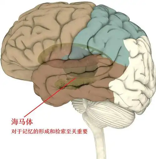 海马体与记忆有关