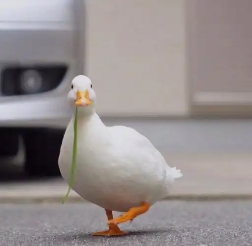 请问各位小伙伴有没有这种小鸭子的头像呀