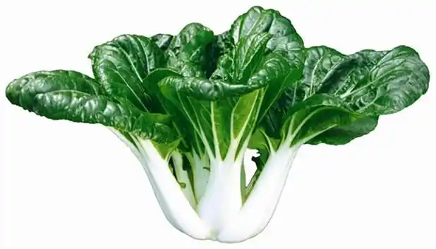 小白菜(油菜)春夏秋播系列配套新品种