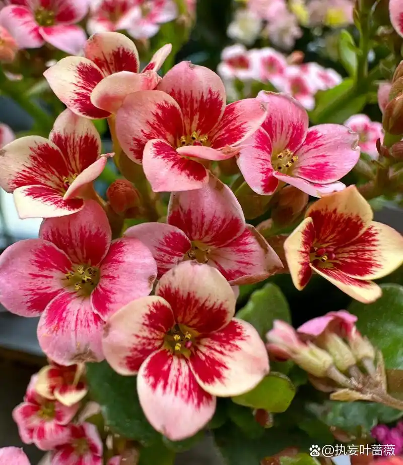 长寿花 单瓣 布莱克 black耶耶耶!709915又是复色单瓣品种.