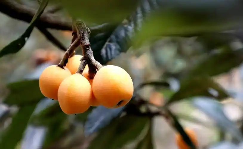 歙县:三潭果熟半山黄 枇杷膏香传千家_黄山文明网