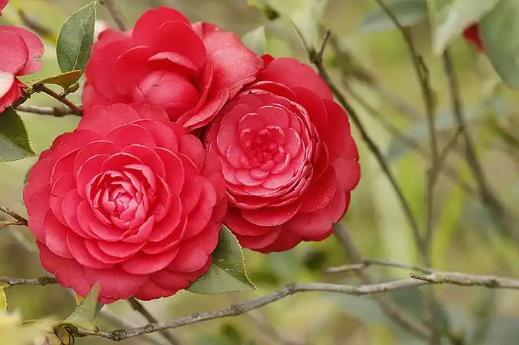 艳丽多彩茶花红