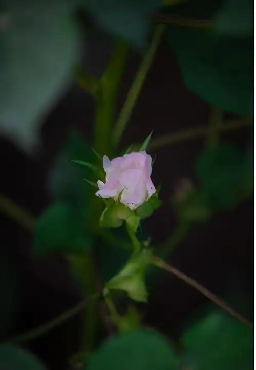 中牟县只有河南戏剧幻城的棉花绽放