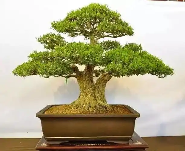 赏"木中君子"黄杨盆景_树种