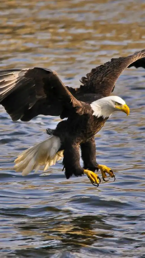 求大神给几张狼或鹰的头像,威猛,霸道