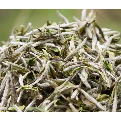 白茶福鼎白牡丹