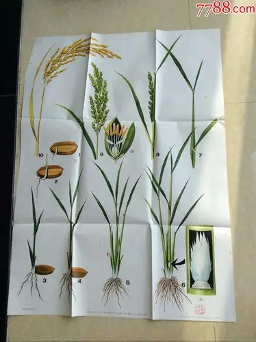 水稻的生长发育过程