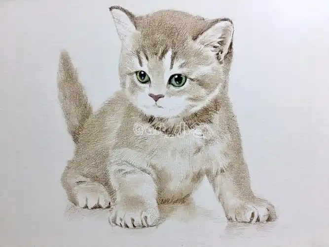 彩铅《小猫咪》