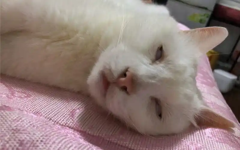 一只被揉成面团的猫