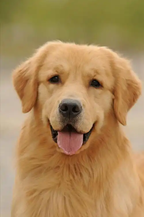 寻回猎犬金色金毛犬的历史可以追溯到十九世纪后期,浅色金毛犬和寻血