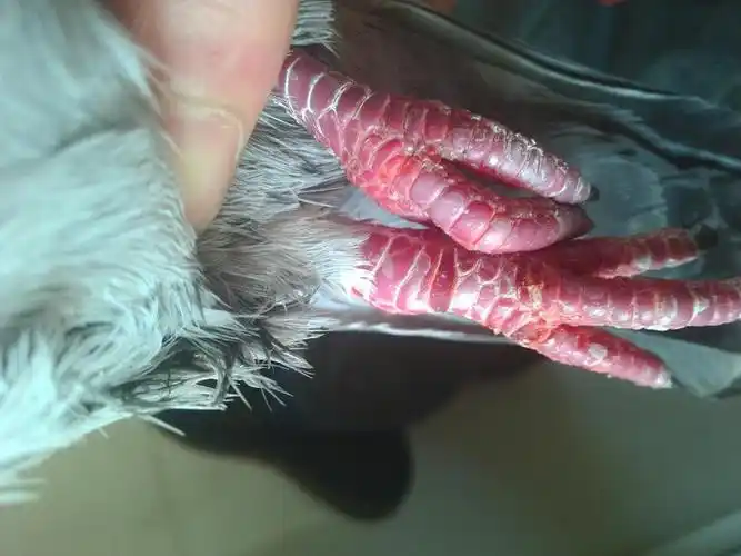 大家看看这个鸽子怎么样是公是母