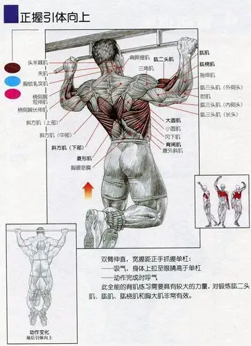 其次,这也跟人体肌肉群平时发力的习惯有很大关系,人体肌肉群有拉力