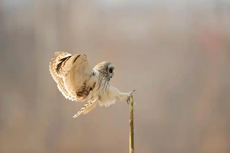 短耳鸮中文别名夜猫子猫头鹰胡勒依巴拉格田猫王短耳猫头鹰小耳木兔
