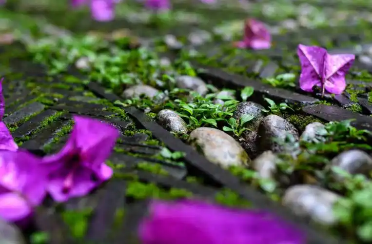 落花是一种常见的意象,代表着"正在消逝中的美",春来春去,花开花落