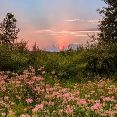 唯美风景静物头像欧风小清新可爱点
