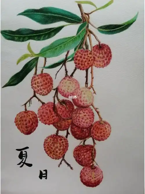 彩铅荔枝画