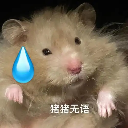 我家宠物好可爱  #和宠物唠叨的日常  #金丝熊日常  太搞笑了 鼠鼠