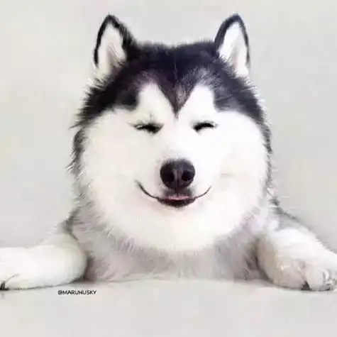 微信头像男生二哈 微信头像男狗头_布阁拉