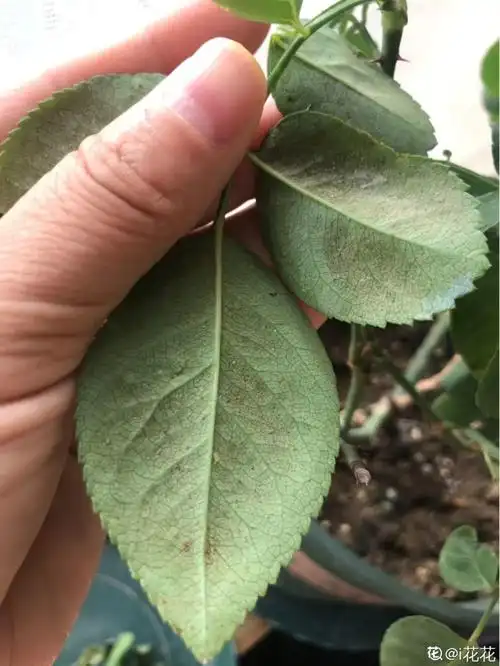 春天养花爱黄叶,剪一剪,浇点它,3天就能绿油油!