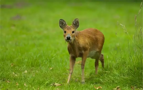 大自然版神奇动物在哪里:你们真不是p的吗