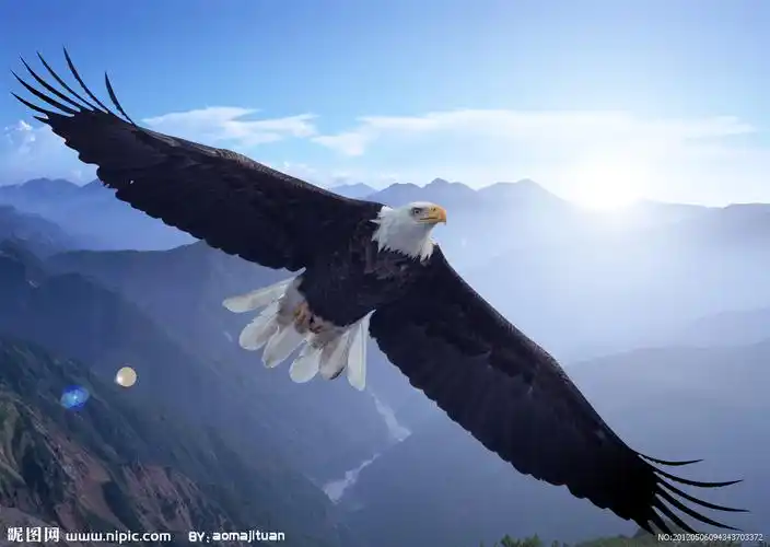 孤鹰不退羽,哪能得高飞,蛟龙不脱皮,何以上青天.