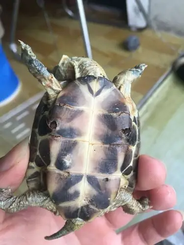 乌龟腐皮 谁能救我的小龟