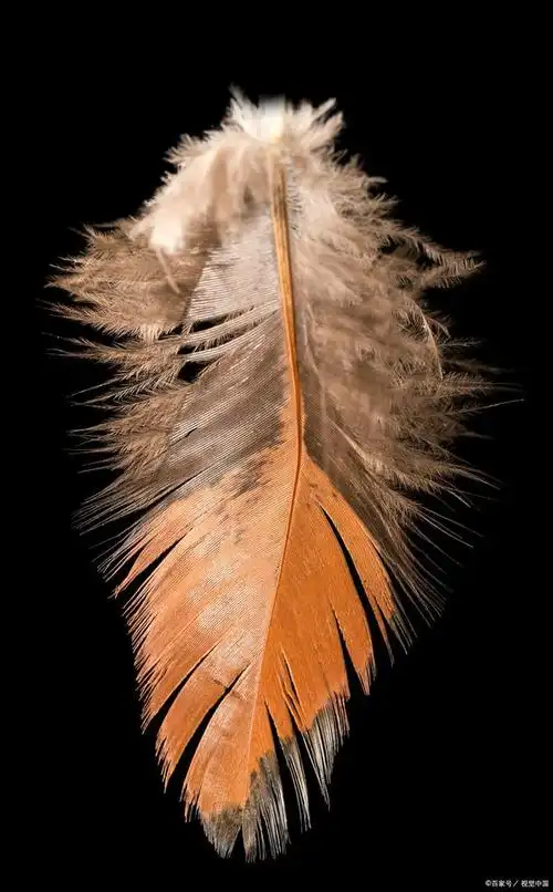 浙江台州天上飘落大量羽毛