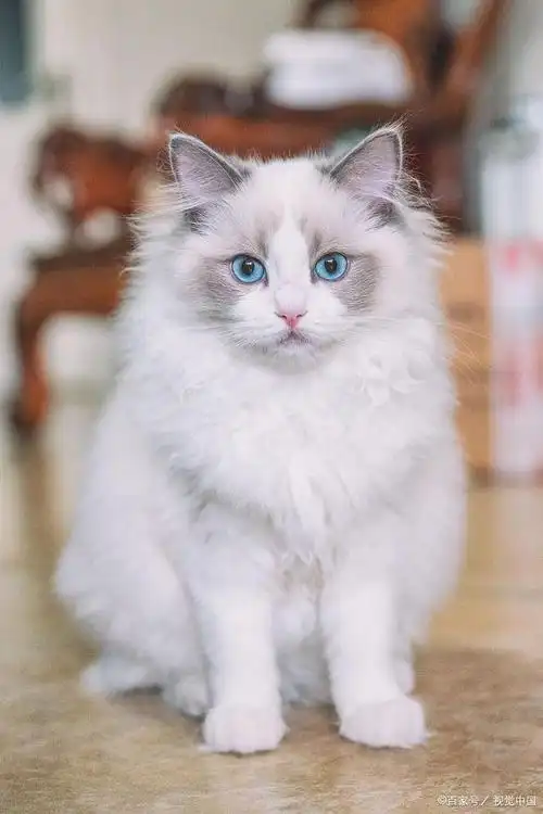 布偶猫要注意的十大禁忌,铲屎官快来报道!
