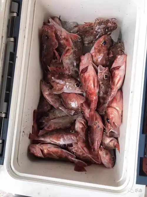 去哪浪虎头鱼带你浪