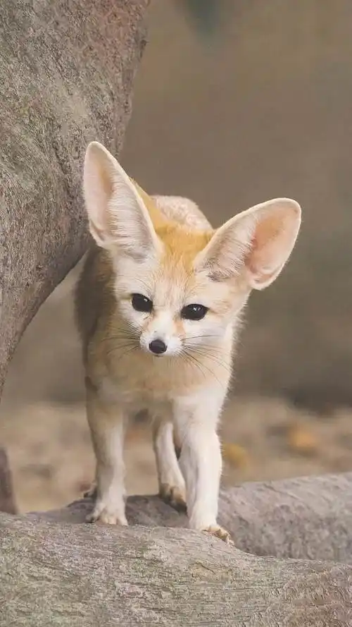 自带萌宠属性的耳廓狐这么可爱你喜欢它吗