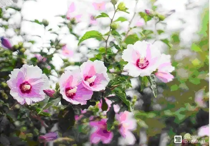 徐宜业丨故乡的木槿篱笆