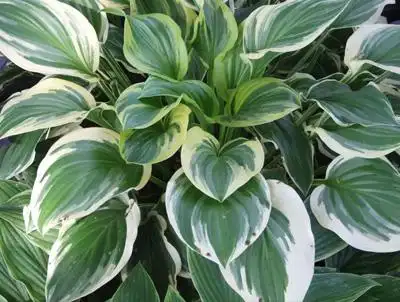 银边玉簪报价-潍坊质量好的银边玉簪哪里有供应