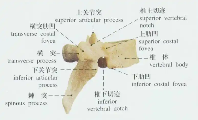 医学医药 医学图库人的胸椎骨有12块.