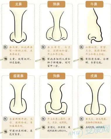 观察鼻相有五个基本原则——看鼻子论贵贱的真理