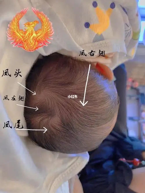 凤凰旋宝宝应该是不多的吧