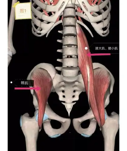 常常被误以为肾亏腰大肌紧张痛