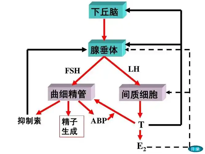 下丘脑 腺垂体 fsh lh 曲细精管 抑制素 精子 生成 abp 间质细胞 t e2