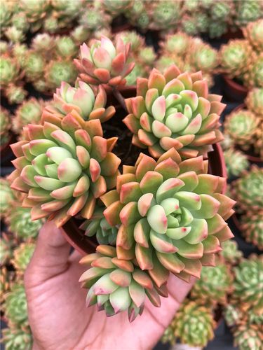 马库斯 大株清棚群生新手好养易活老桩多肉植物组合室内阳台萌物