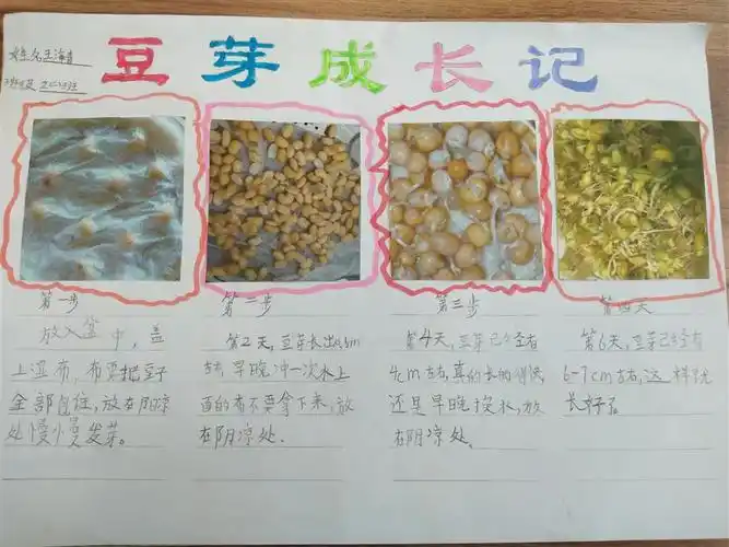 豆芽生长记