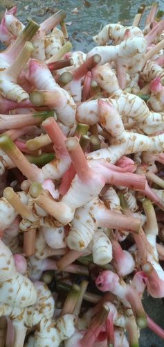 包邮新鲜泰国南姜500克 东南亚调味香料冬阴功汤配备特价长期供货