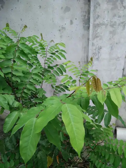 妈妈说这是杨桃?