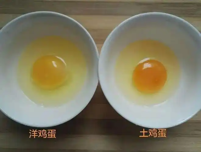 同样是鸡蛋,土鸡蛋与洋鸡蛋哪个更有营养?教您一招,别再买错了