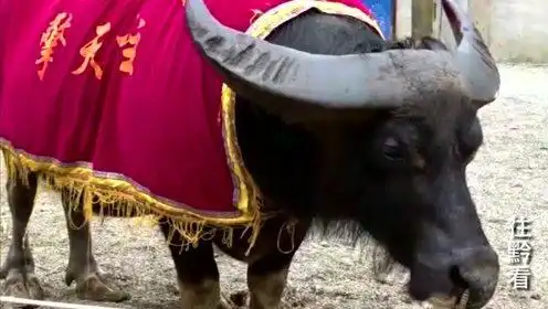 牛王擎天柱在榕江走场步履蹒跚,网友:唯一上过央视的牛?