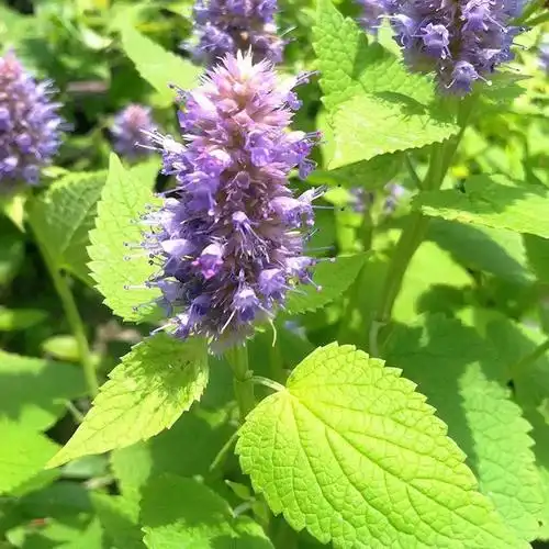 [土藿香批发]土藿香价格1元/斤 - 惠农网