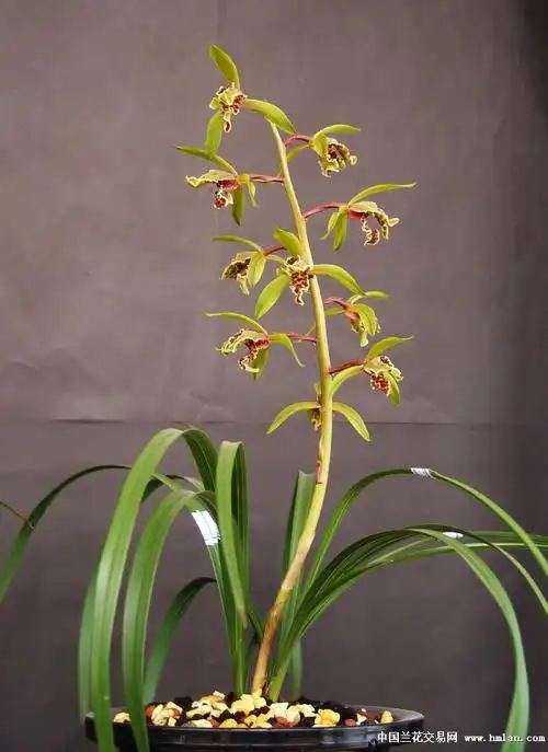 2015我爱蕙兰大叠彩