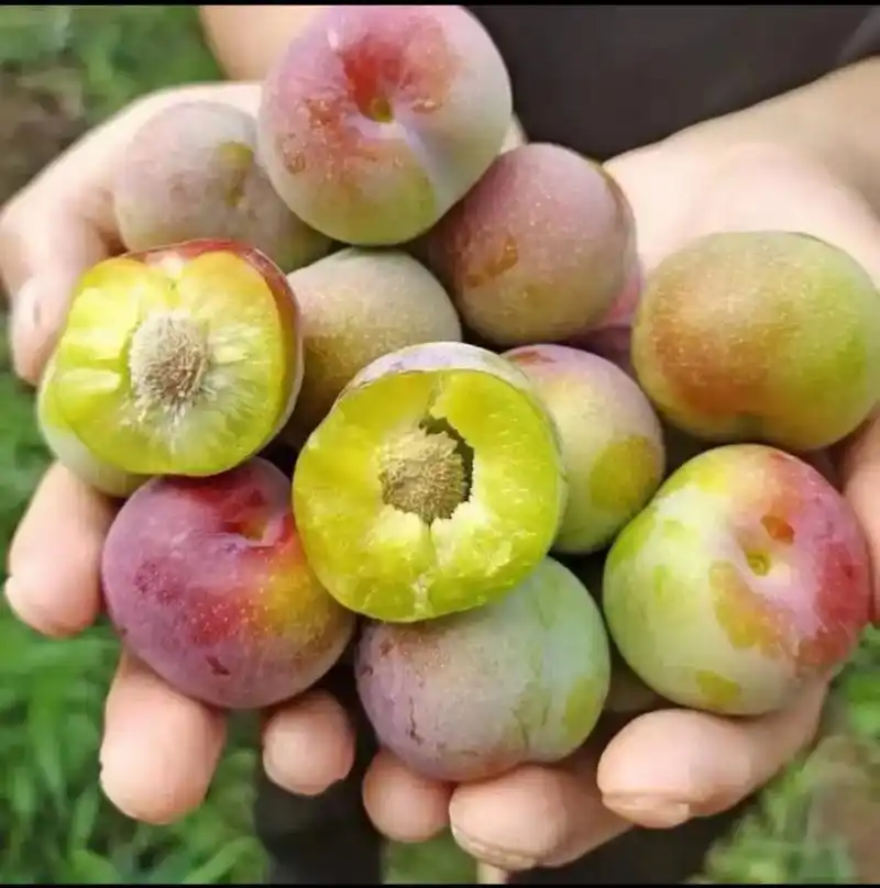 脱骨李给你买李子吃的人, 一定是最爱你.#脱骨李给你买李子 - 抖音