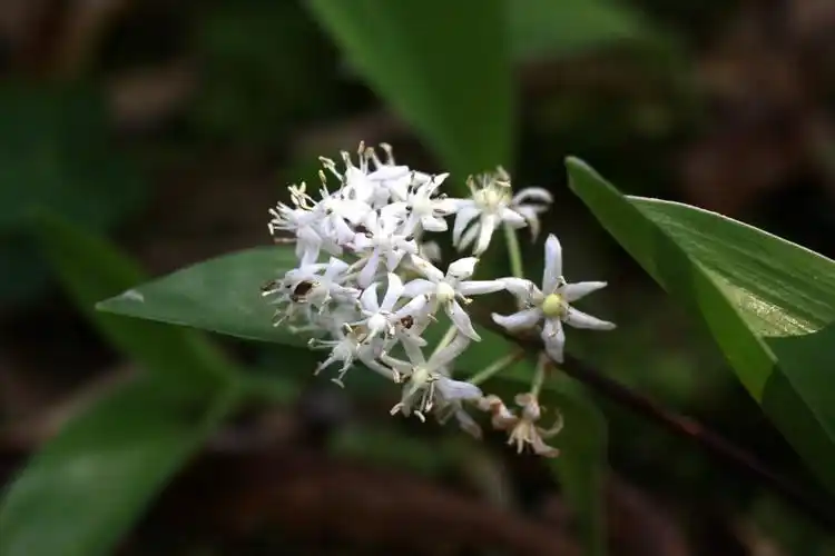 白穗花天门冬科白穗花属