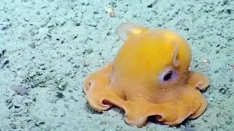 会跳舞的变异小章鱼实在太可爱
